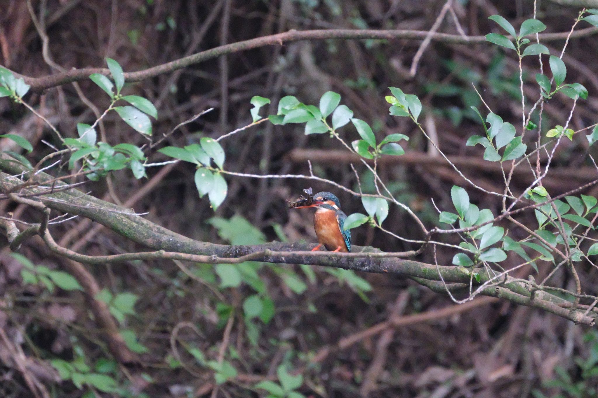 Common Kingfisher