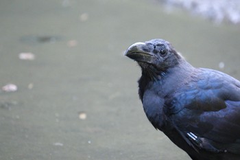 Large-billed Crow 愛鷹広域公園 Sat, 9/30/2023