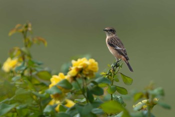 Amur Stonechat Unknown Spots Sat, 9/30/2023