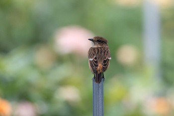 Amur Stonechat Unknown Spots Sat, 9/30/2023