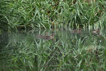 Garganey Kitamoto Nature Observation Park Sat, 9/16/2023