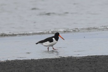 Eurasian Oystercatcher Unknown Spots Sat, 9/9/2023