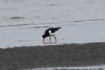 Eurasian Oystercatcher Unknown Spots Sat, 9/9/2023