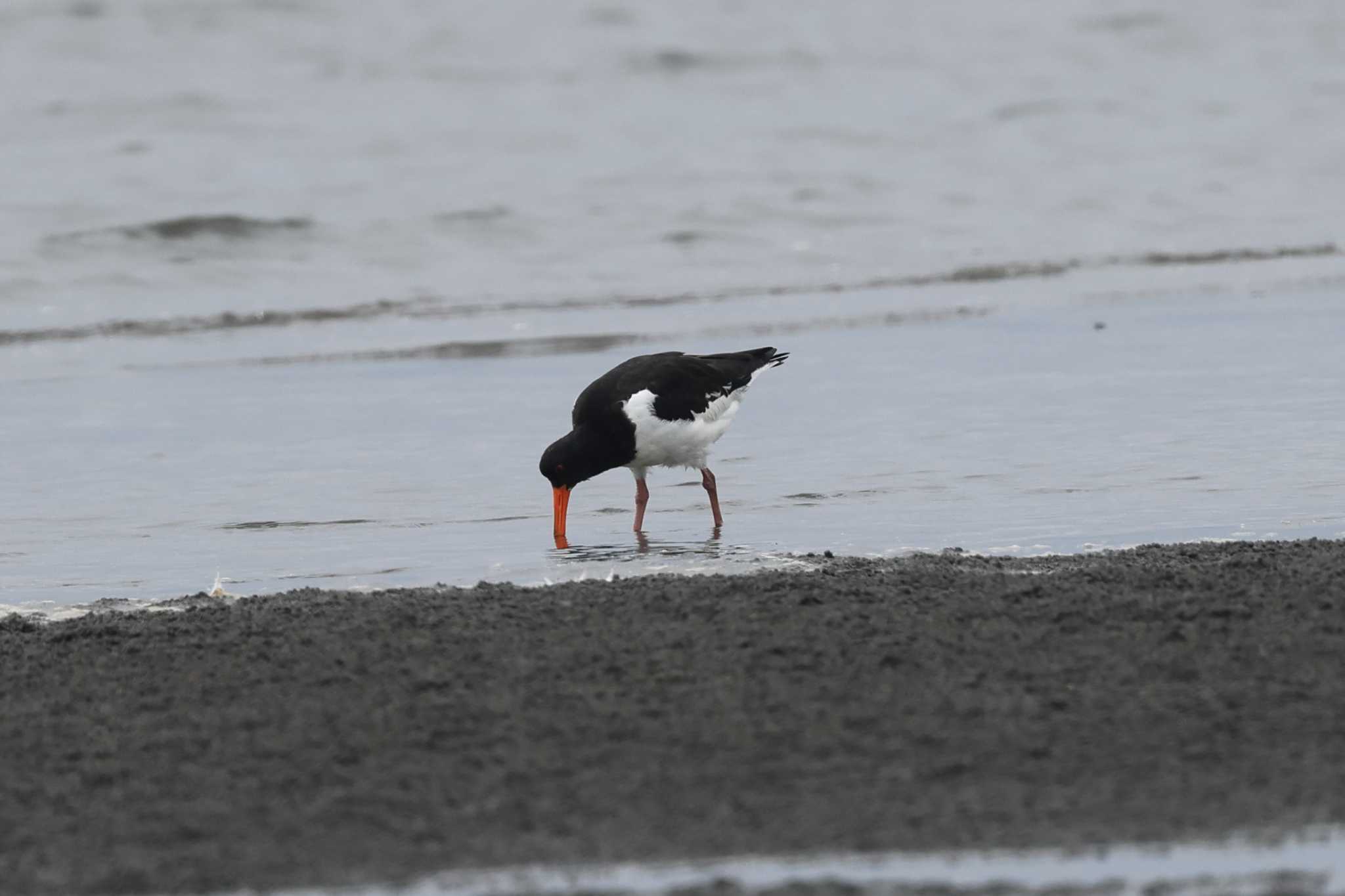 Photo of Eurasian Oystercatcher at  by マイク