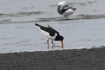 Eurasian Oystercatcher Unknown Spots Sat, 9/9/2023