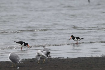 Eurasian Oystercatcher Unknown Spots Sat, 9/9/2023