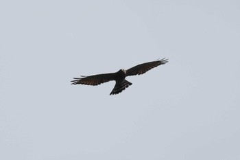 Grey-faced Buzzard Shirakaba-touge Mon, 9/18/2023