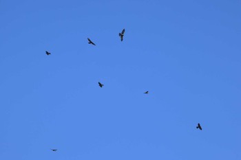 Crested Honey Buzzard Shirakaba-touge Mon, 9/18/2023