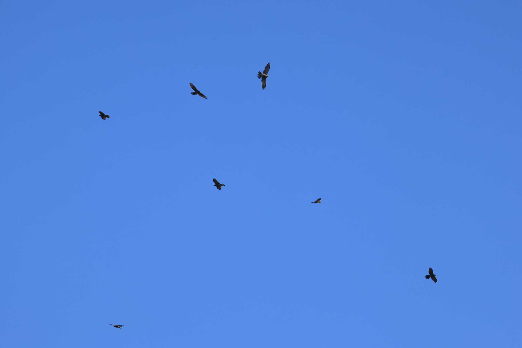 Photo of Crested Honey Buzzard at Shirakaba-touge by マイク