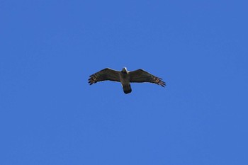 Crested Honey Buzzard Shirakaba-touge Mon, 9/18/2023