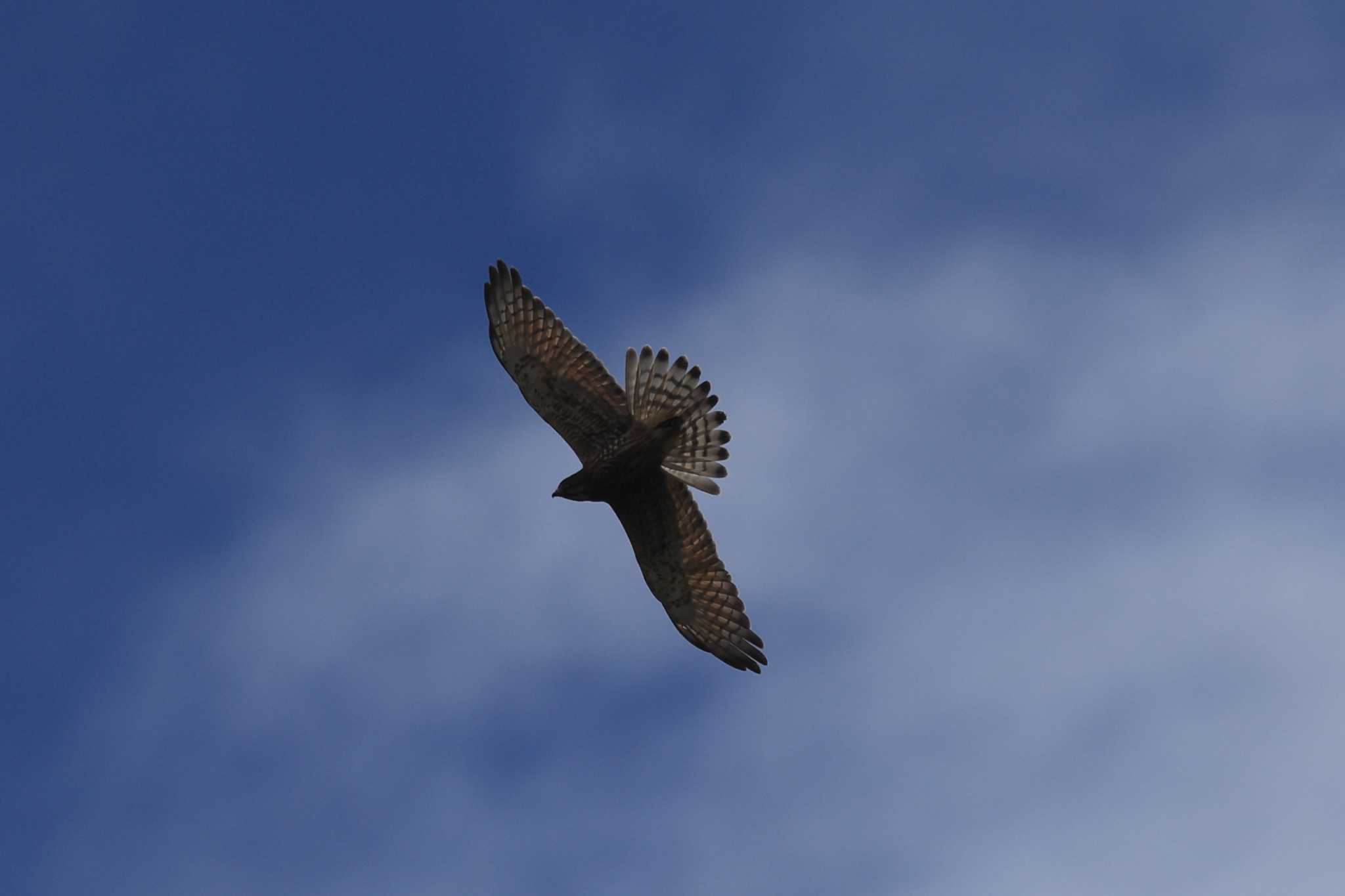 Photo of Grey-faced Buzzard at Shirakaba-touge by マイク