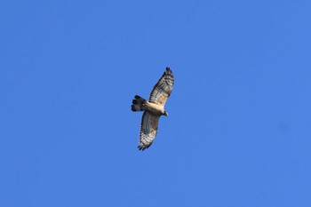 Crested Honey Buzzard Shirakaba-touge Mon, 9/18/2023