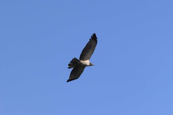 Crested Honey Buzzard Shirakaba-touge Mon, 9/18/2023