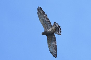 Grey-faced Buzzard 鳴門 Tue, 9/26/2023