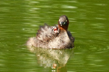 Little Grebe 京都府 Sat, 8/12/2023