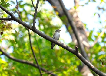 2023年9月27日(水) 弥富野鳥園の野鳥観察記録