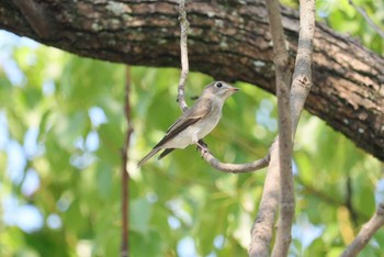 Asian Brown Flycatcher 弥富野鳥園 Wed, 9/27/2023