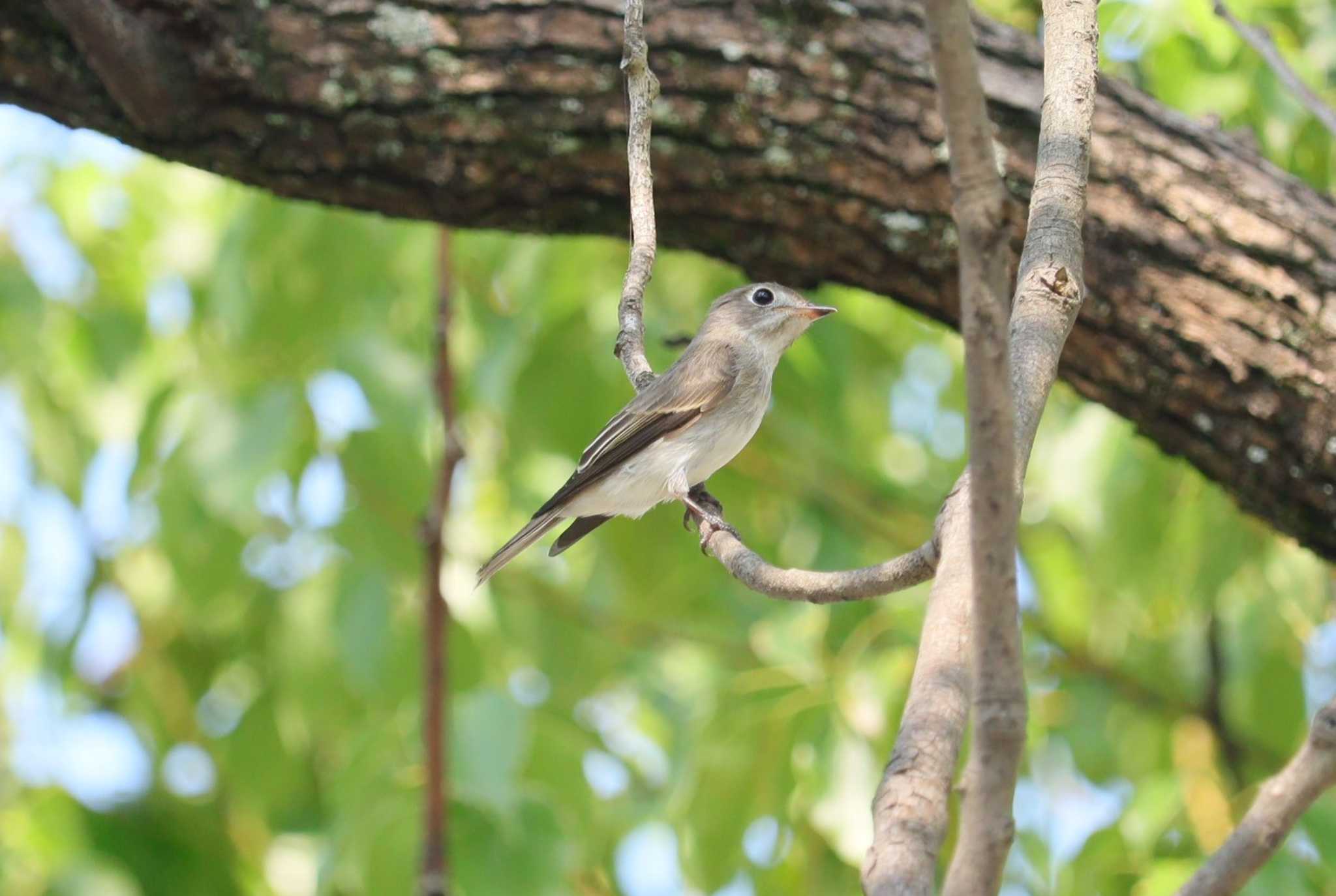 Asian Brown Flycatcher