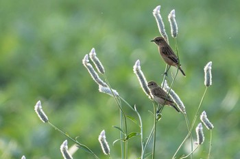 Amur Stonechat Unknown Spots Unknown Date