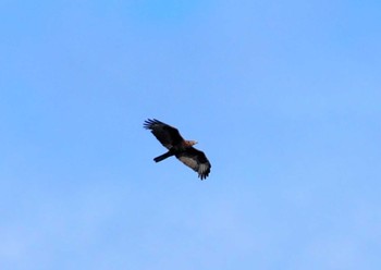 Crested Honey Buzzard 翠波峰 Mon, 9/25/2023