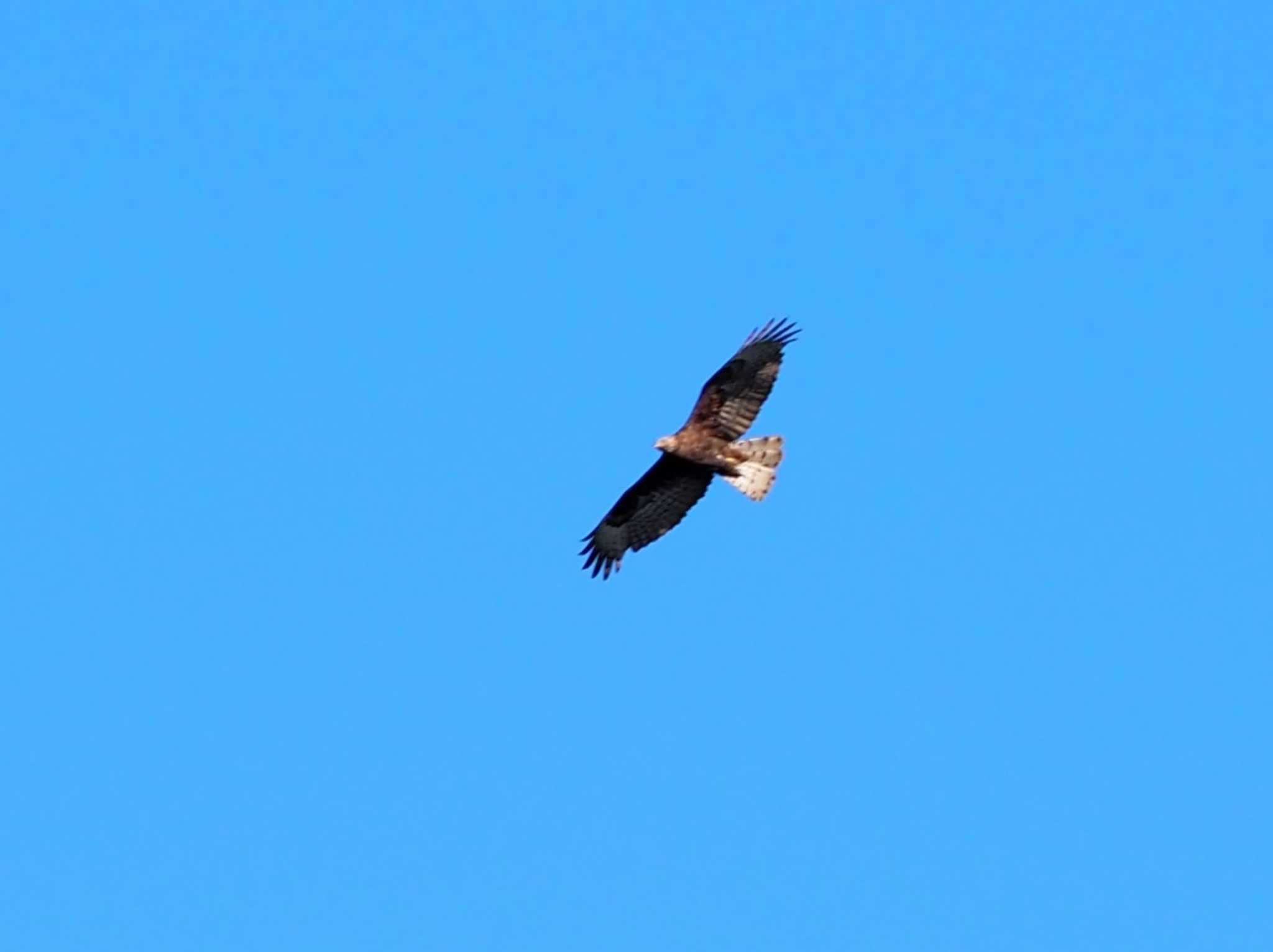 Photo of Crested Honey Buzzard at 翠波峰 by 高石良子