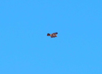 Crested Honey Buzzard 翠波峰 Mon, 9/25/2023