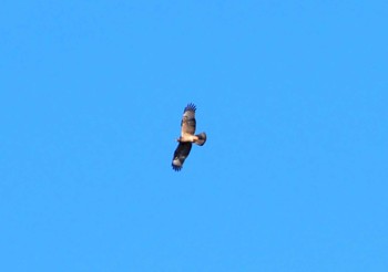 Crested Honey Buzzard 翠波峰 Mon, 9/25/2023