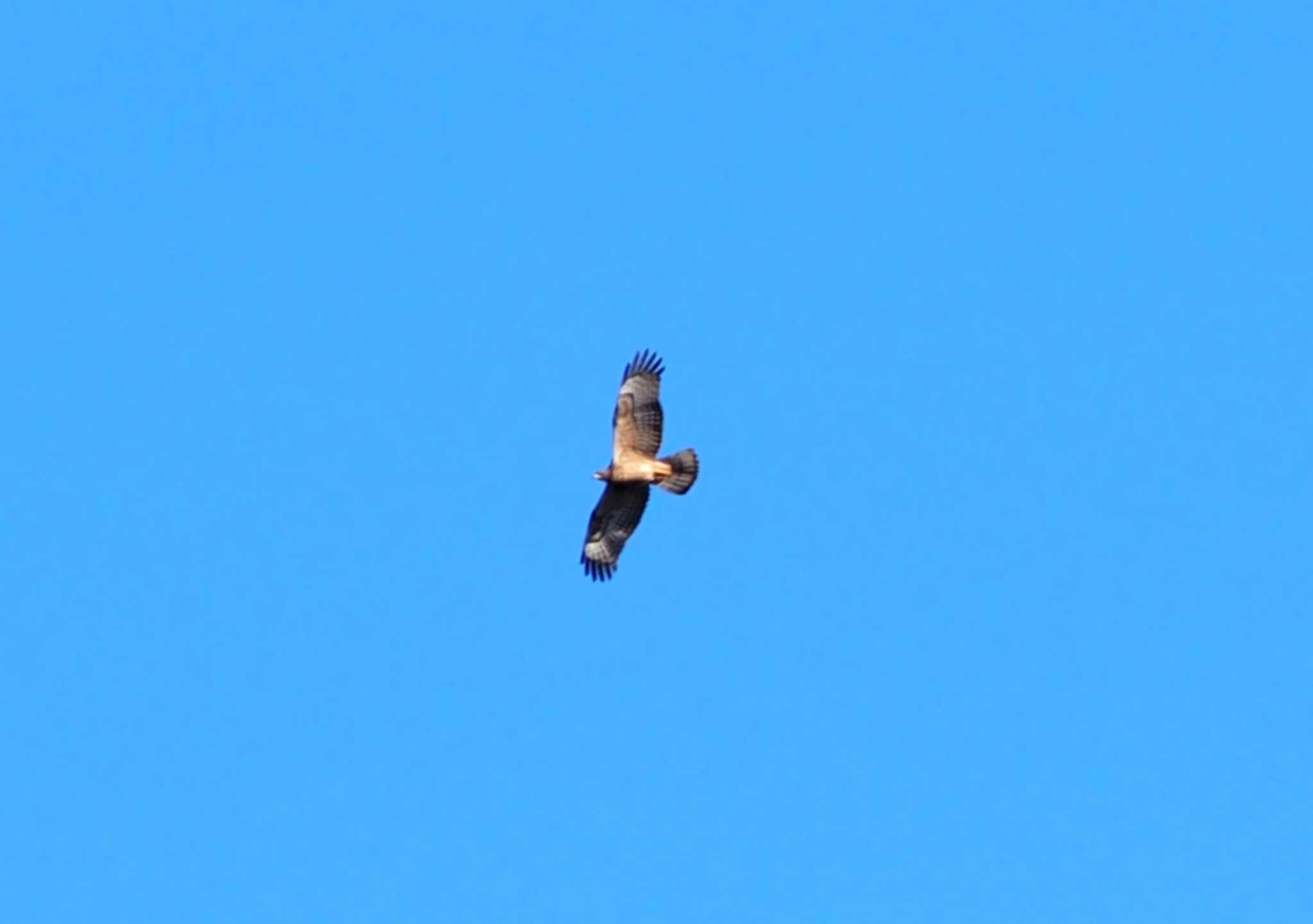 Photo of Crested Honey Buzzard at 翠波峰 by 高石良子