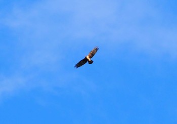 Crested Honey Buzzard 翠波峰 Mon, 9/25/2023