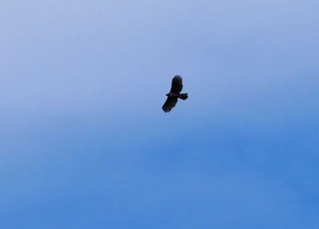 Mountain Hawk-Eagle 翠波峰 Tue, 9/26/2023