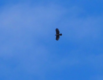 Mountain Hawk-Eagle 翠波峰 Tue, 9/26/2023