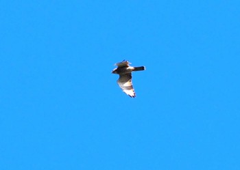 Grey-faced Buzzard 翠波峰 Tue, 9/26/2023