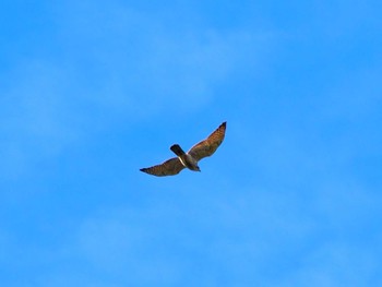 Grey-faced Buzzard 翠波峰 Tue, 9/26/2023