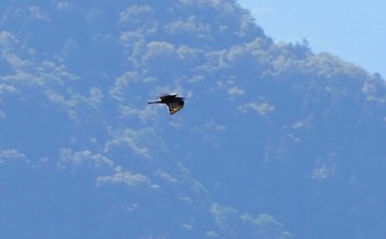 Crested Honey Buzzard 翠波峰 Tue, 9/26/2023