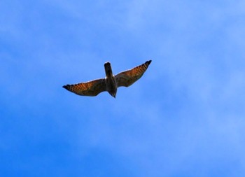 Grey-faced Buzzard 翠波峰 Tue, 9/26/2023