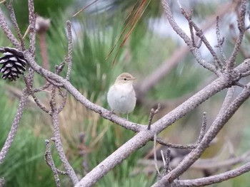 Booted Warbler