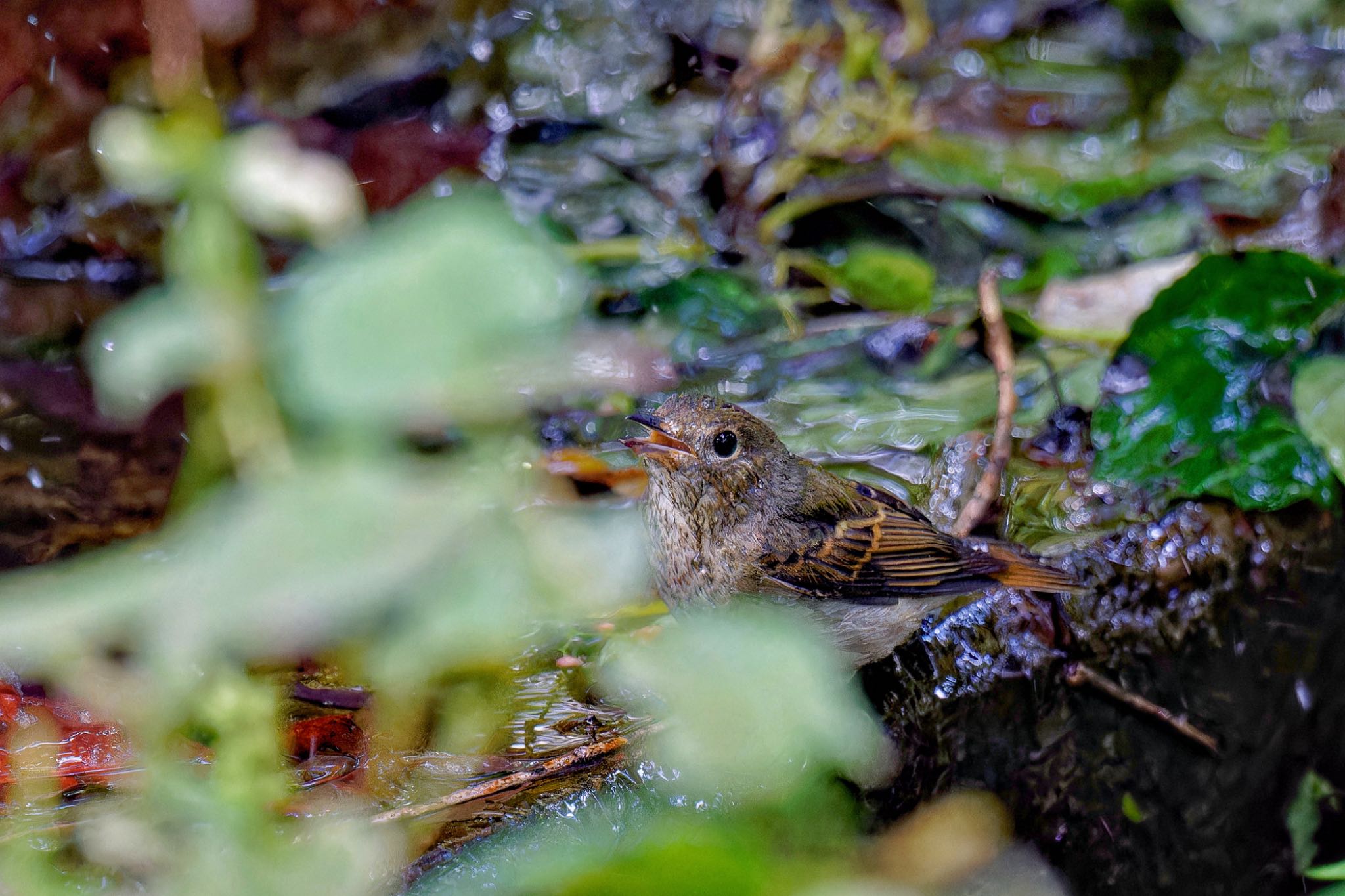 Narcissus Flycatcher