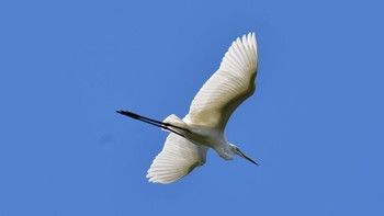 Great Egret(modesta)  大野極楽寺公園(一宮市) Sat, 9/30/2023