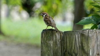 2023年8月19日(土) 京都御苑の野鳥観察記録