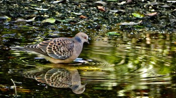 2023年8月26日(土) 京都御苑の野鳥観察記録