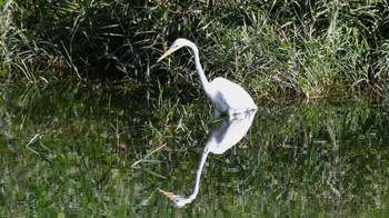 2023年9月30日(土) 南相木村立岩湖の野鳥観察記録