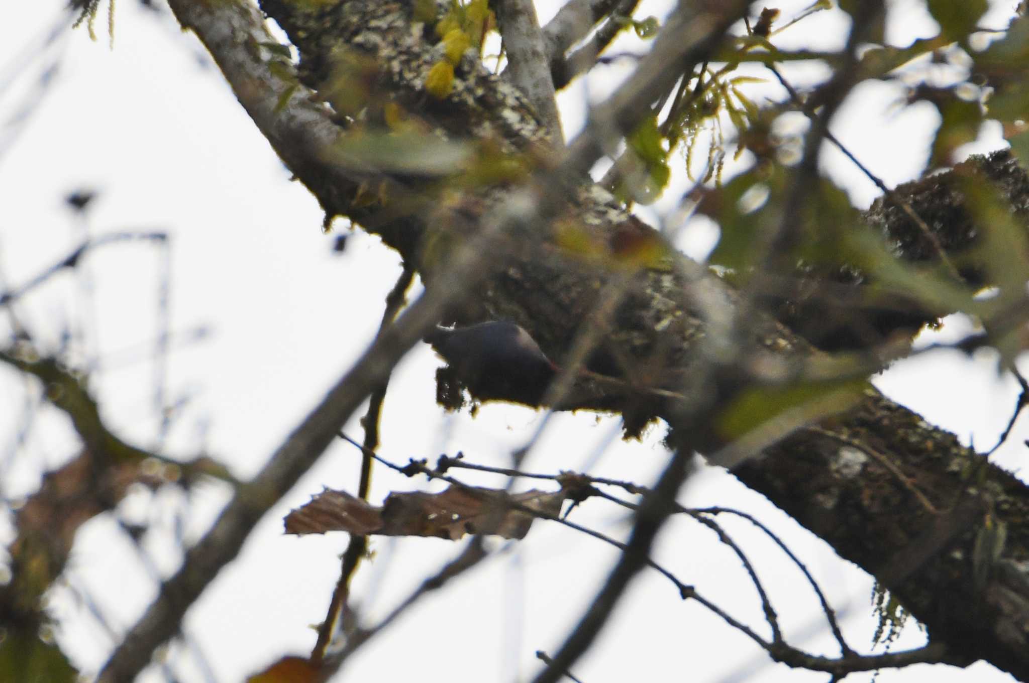 Velvet-fronted Nuthatch