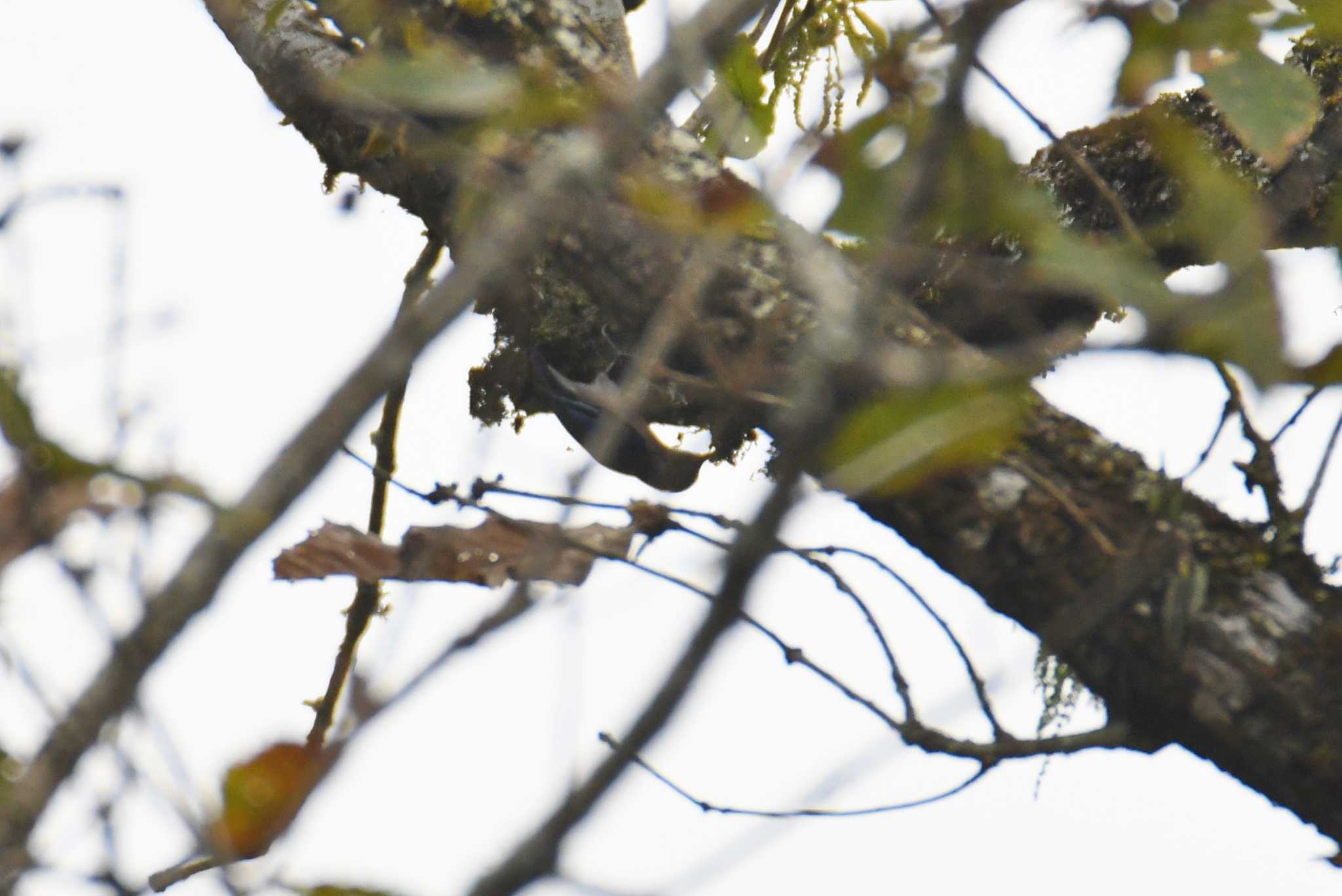 Velvet-fronted Nuthatch