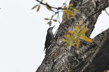 Giant Nuthatch Doi Sanju Tue, 2/21/2023