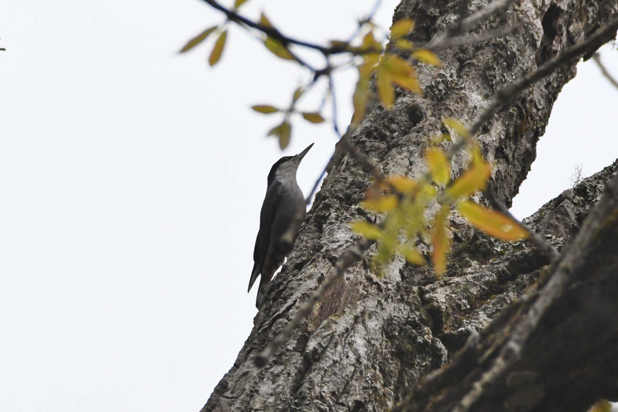 Giant Nuthatch