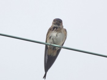 Red-rumped Swallow 奈良市水上池 Wed, 9/6/2023