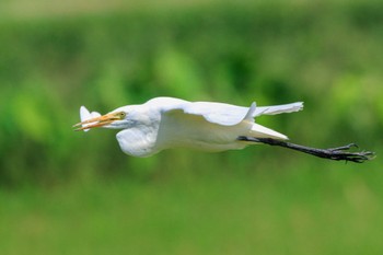 Medium Egret 加古大池 Fri, 9/15/2023