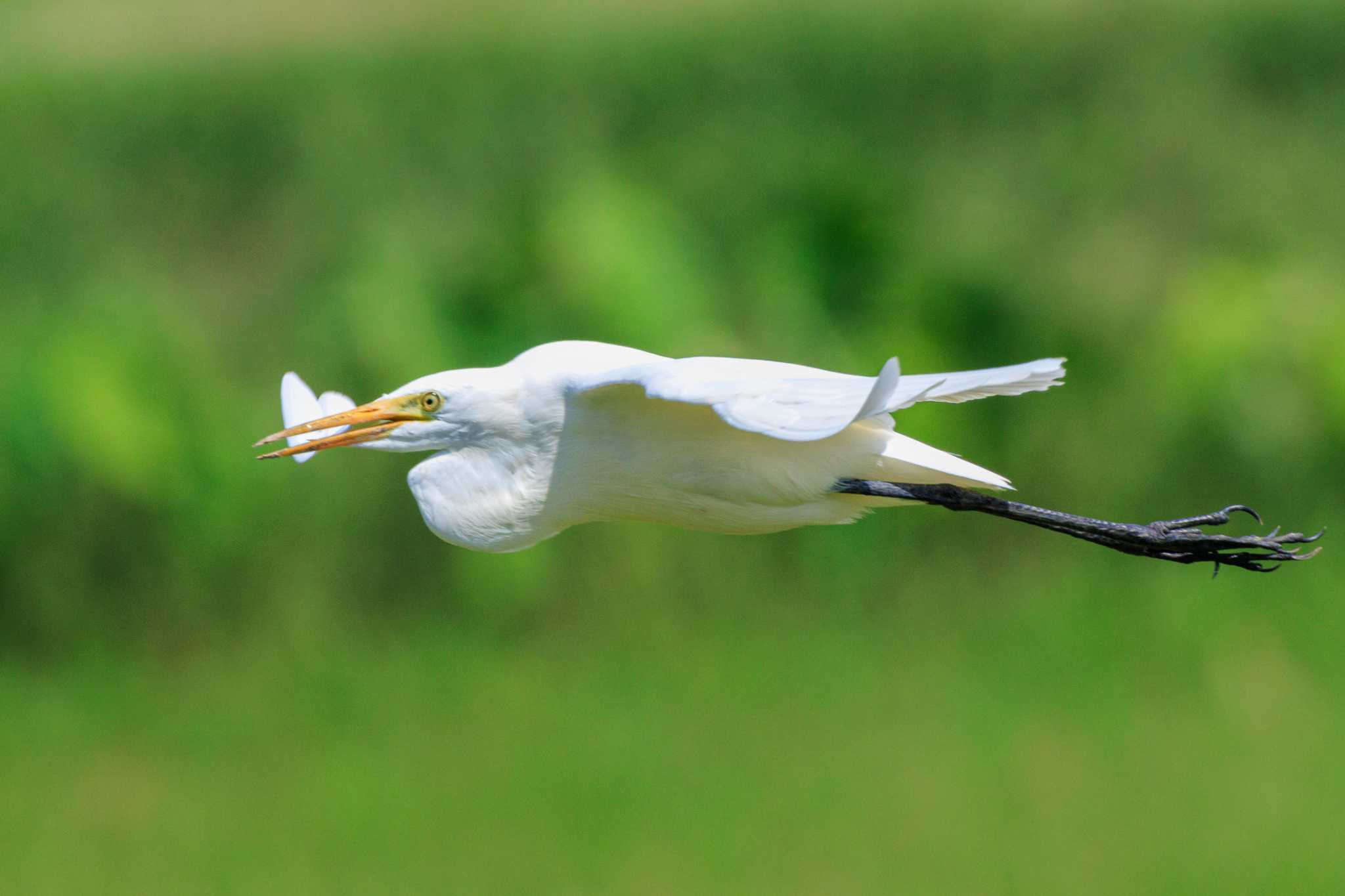 Photo of Medium Egret at 加古大池 by ときのたまお