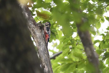 Great Spotted Woodpecker 奥日光 Sun, 9/10/2023