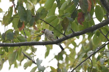 2023年9月10日(日) 奥日光の野鳥観察記録